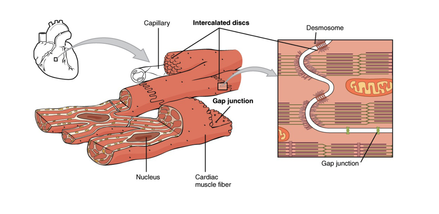 Diagram of cardiac muscle with desmosomes and intercalated disks